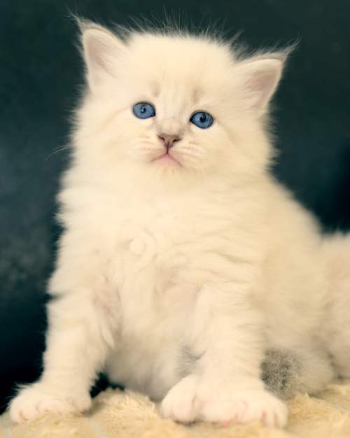 A3 Litter kitten