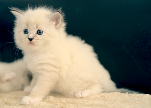 A3 Litter kitten