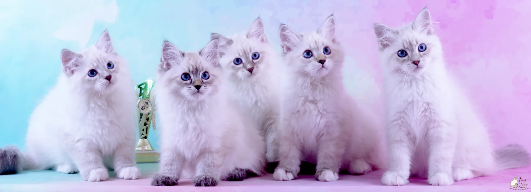 Katzenfreunde Lausitz & Niederlausitz e.V. May 12, Dippoldiswalde. Litter "A" of Graf Neva, 11 weeks - Best in Show