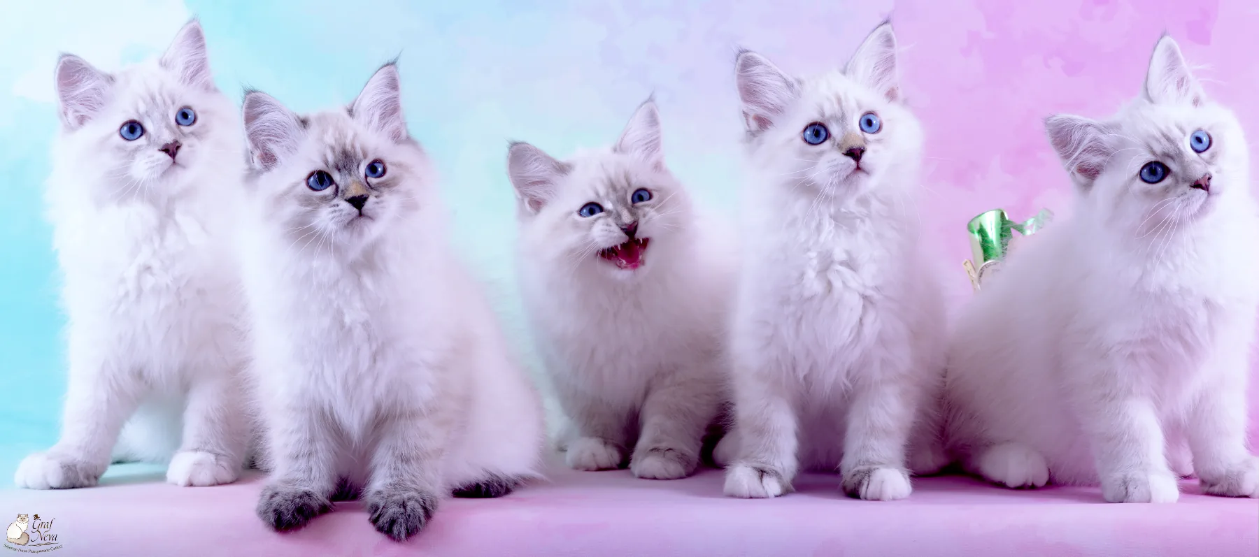 Katzenfreunde Lausitz & Niederlausitz e.V. May 12, Dippoldiswalde. Litter "A" of Graf Neva, 11 weeks - Best in Show