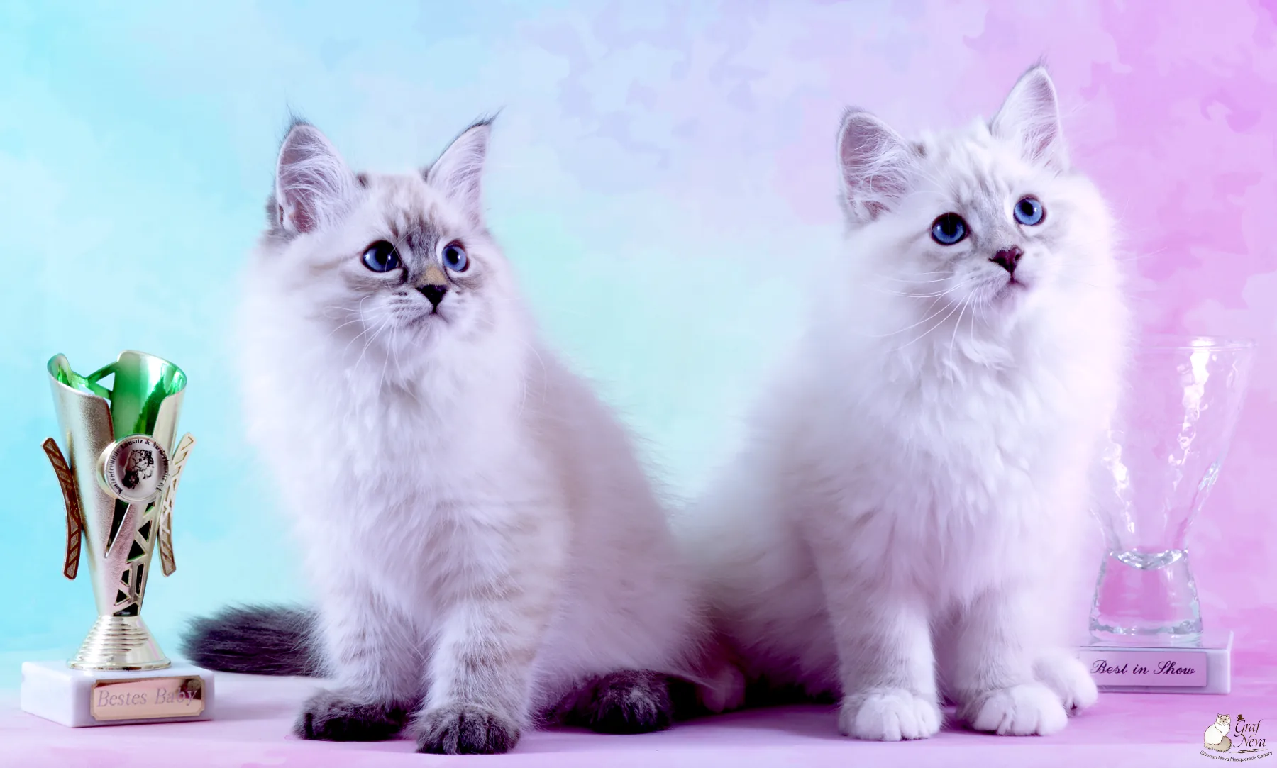 Katzenfreunde Lausitz & Niederlausitz e.V. May 12, Dippoldiswalde. Litter "A" of Graf Neva, 11 weeks - Best in Show