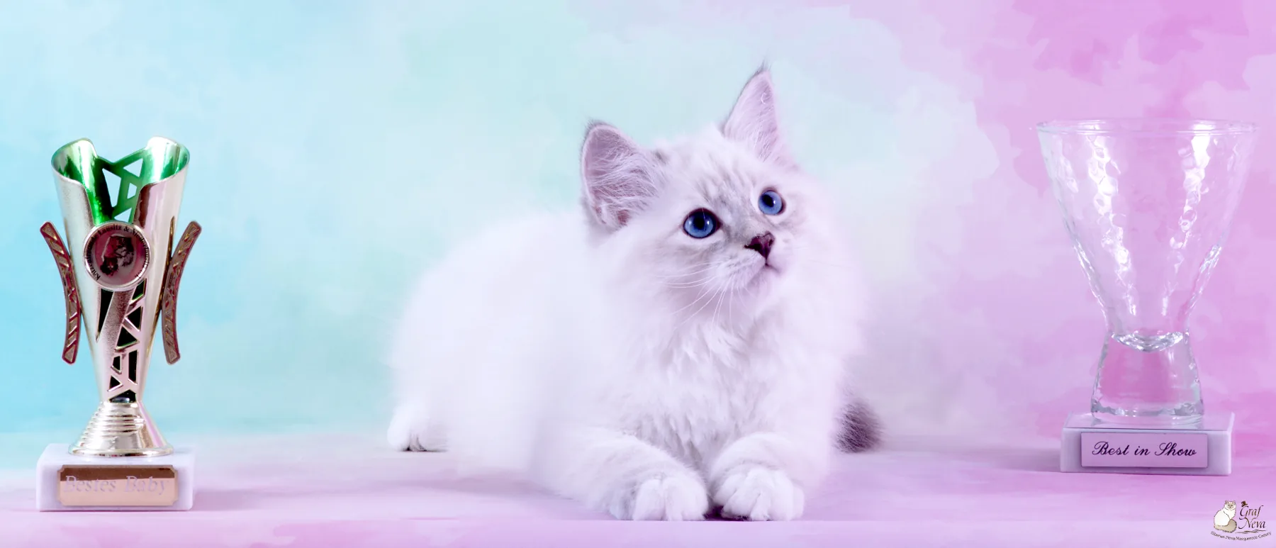 Arman Graf Neva, 11 weeks