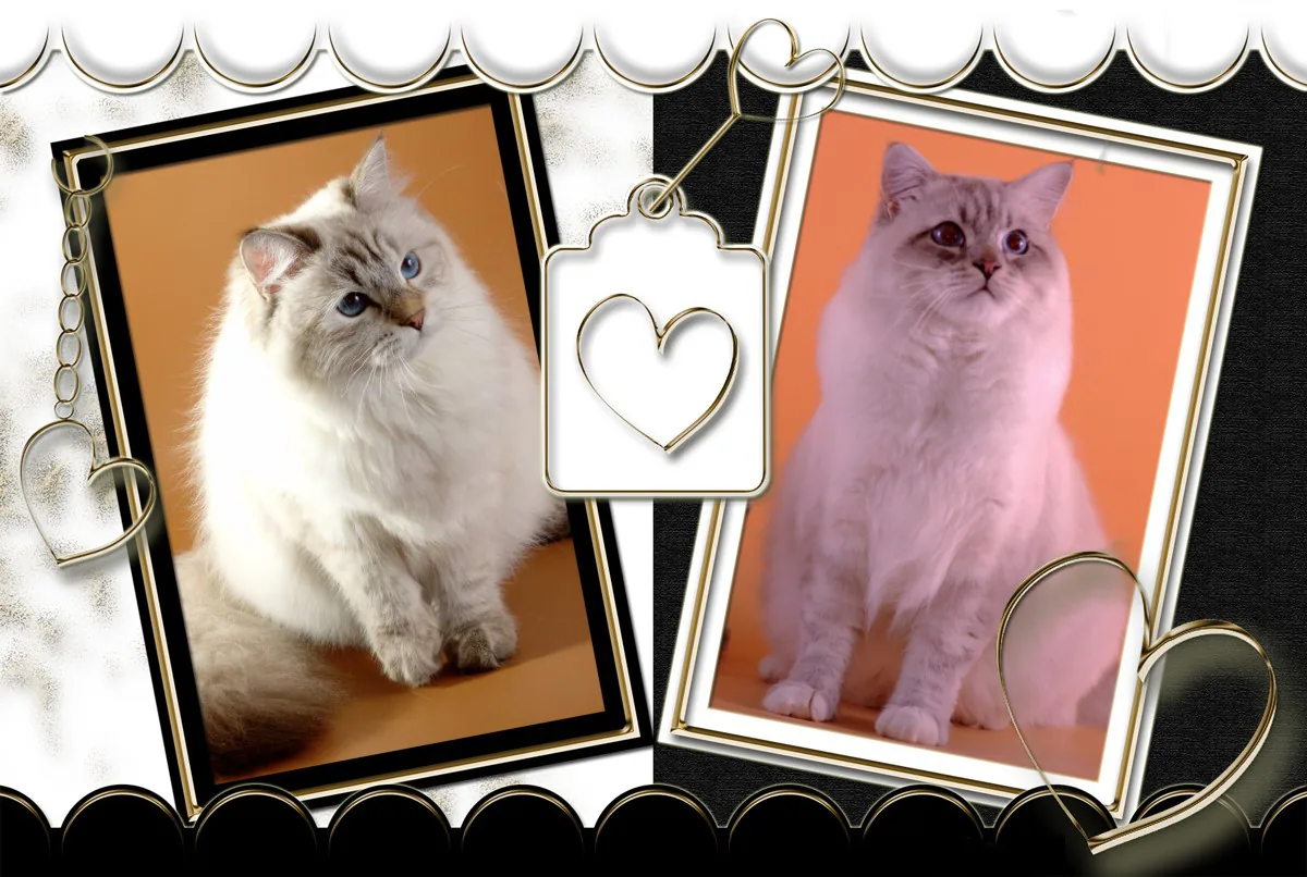 Mother: Ch. Verona Siberian Samotsvet Father: Gr.I.Ch. Ivar Chudo Sineglazoie