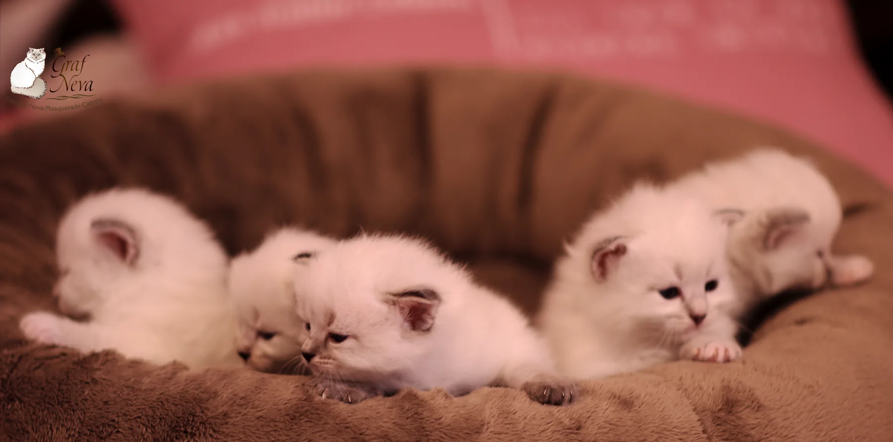 Katzenfreunde Lausitz & Niederlausitz e.V. May 12, Dippoldiswalde. Litter "A" of Graf Neva, 11 weeks - Best in Show