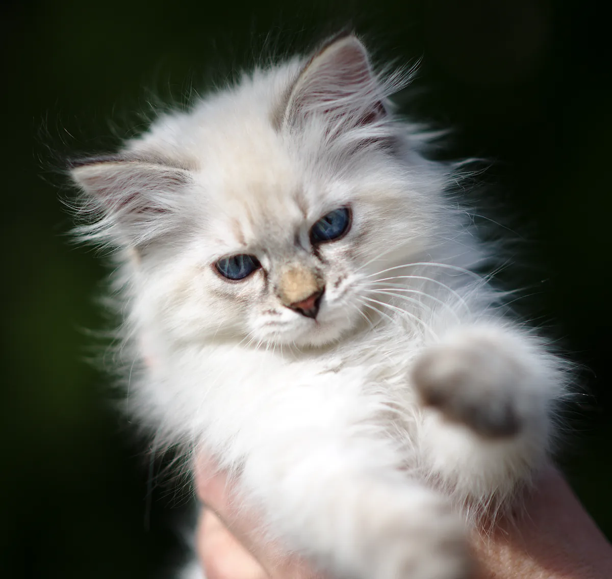 Beatrice Graf Neva, 11 weeks