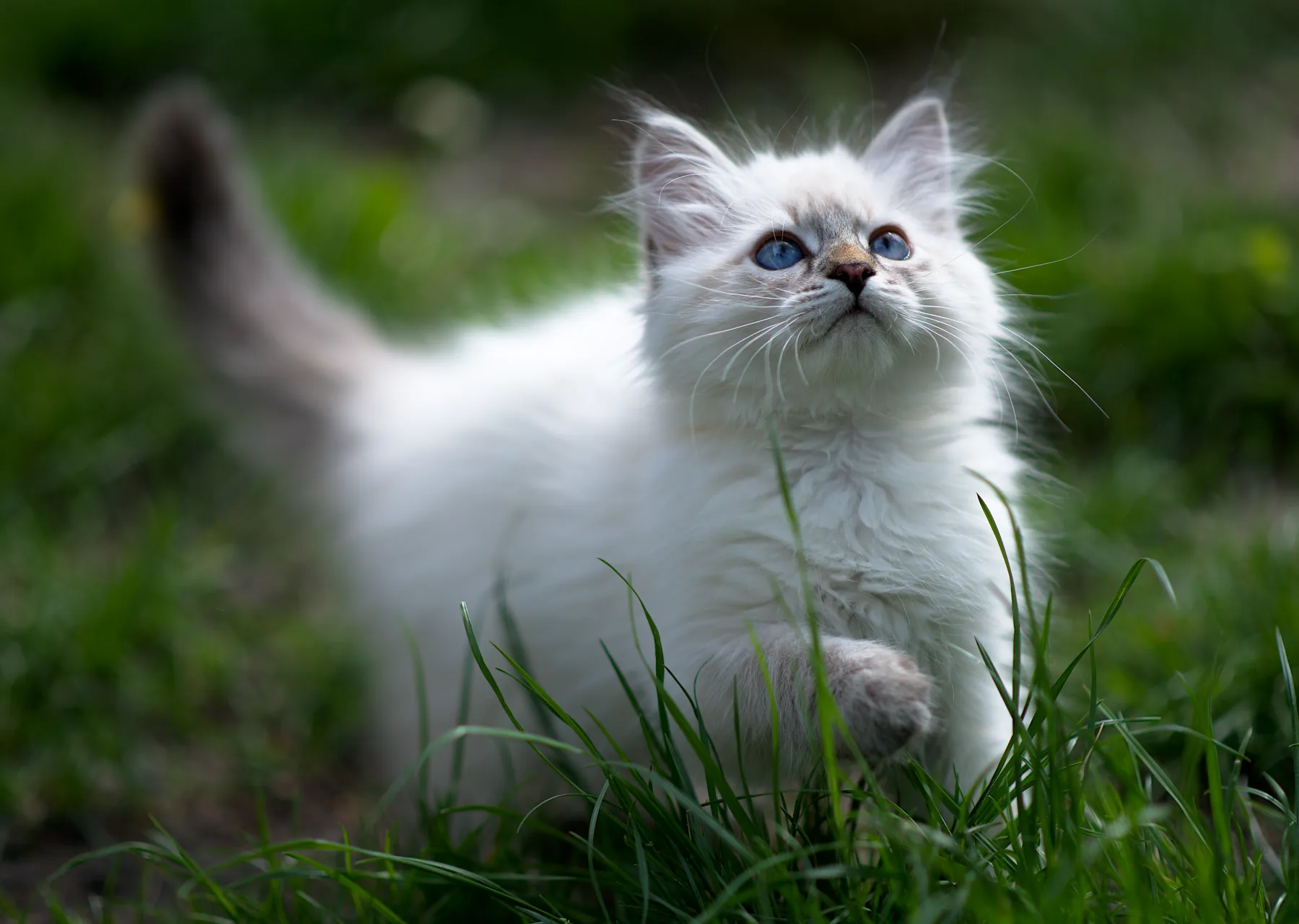 Beatrice Graf Neva, 11 weeks