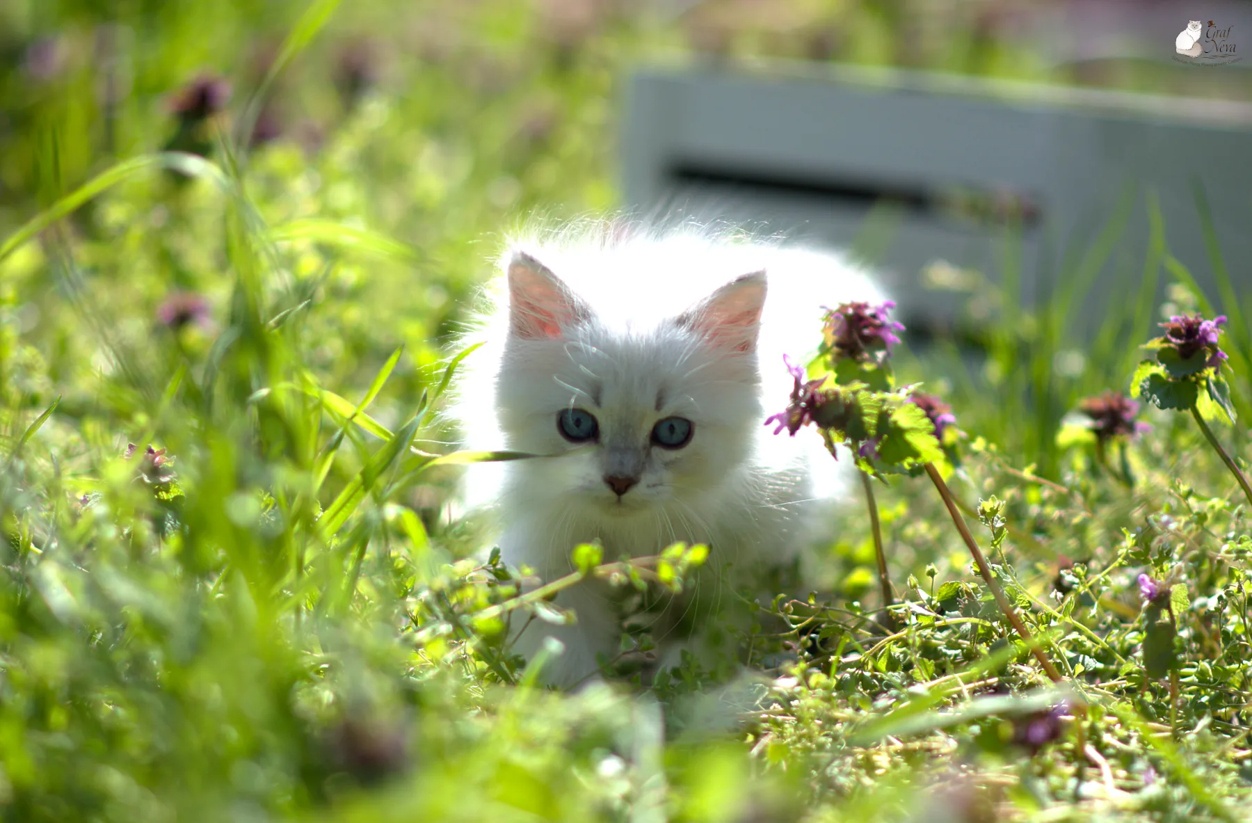 Beatrice Graf Neva, 10 weeks