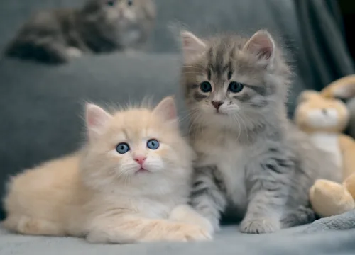 C-3 Litter, photo 9