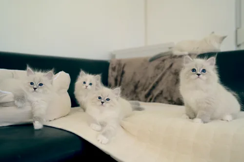 D-3 Litter, photo 2