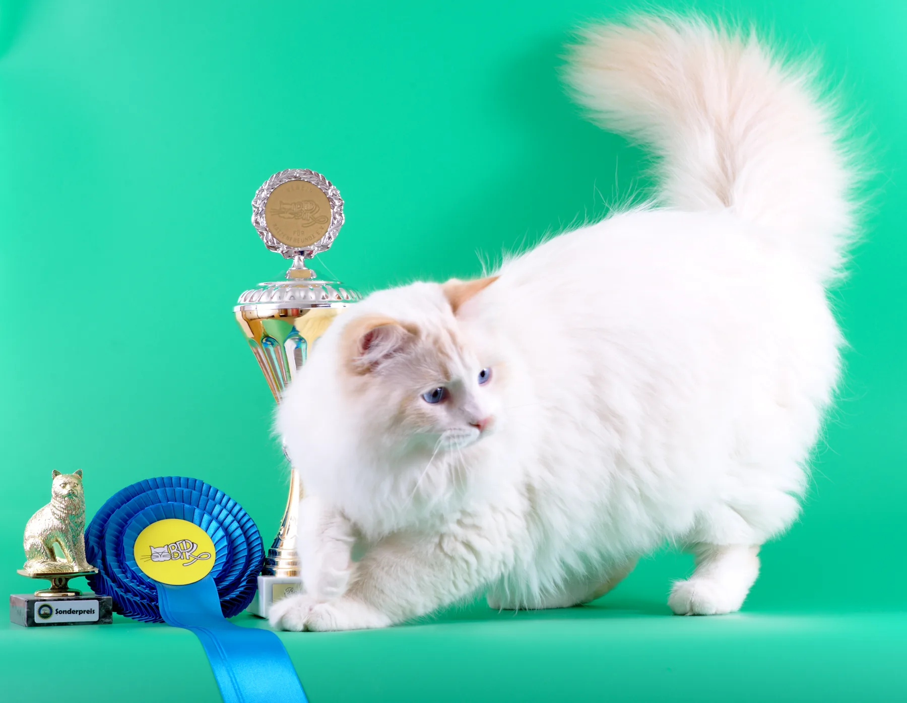 Demetrius Graf Neva, e 21 33 03 ❤️️❤️️❤️️ 7 months Best in Show 🍾🏆🎉🤗😽 Sonderpreis 🍾🏆🎉🤗😽 BERLINER PRO-KAT November 23 2019, Hohen Neuendorf