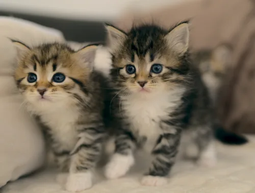 F-3 Litter, photo 6