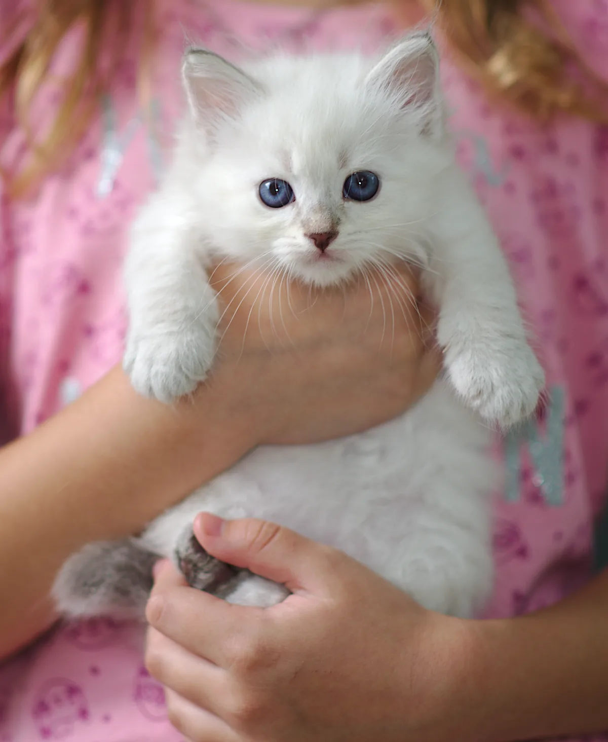 F*Simba Graf Neva, 6 weeks