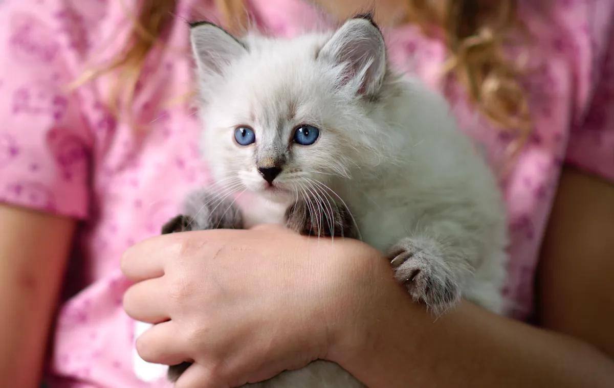 Friedrich Graf Neva, 6 weeks