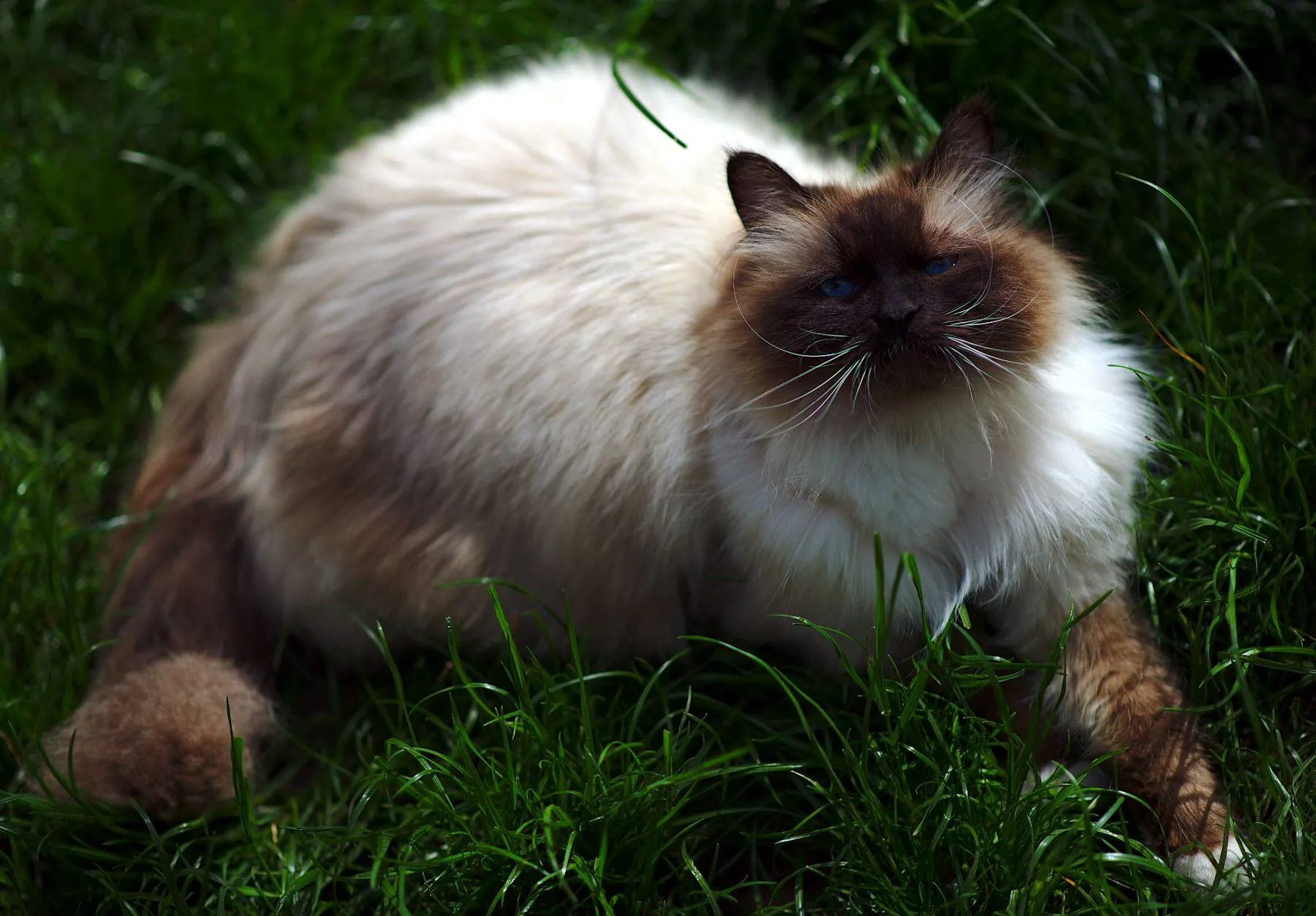 Faina loves to be present at all photo-sessions, 2 years