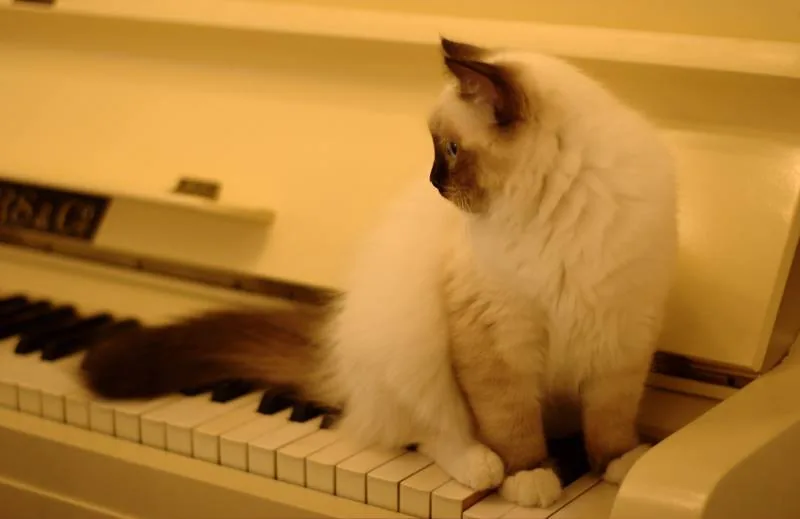 Pretty nice musician 💞 Faina 💞 4 months