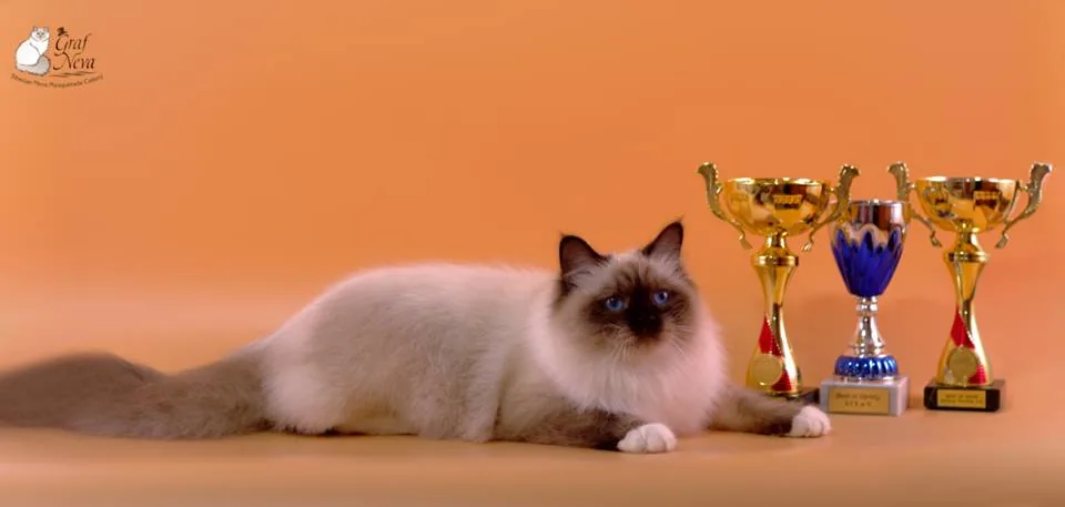 Faina 💖❤️💖 10,5 months Best in Show, both days 🍾🏆🎉🤗😽 Best in Variety, first day 🍾🏆🎉🤗😽 BERLINER PRO-KAT November 4/5, Hohen Neuendorf