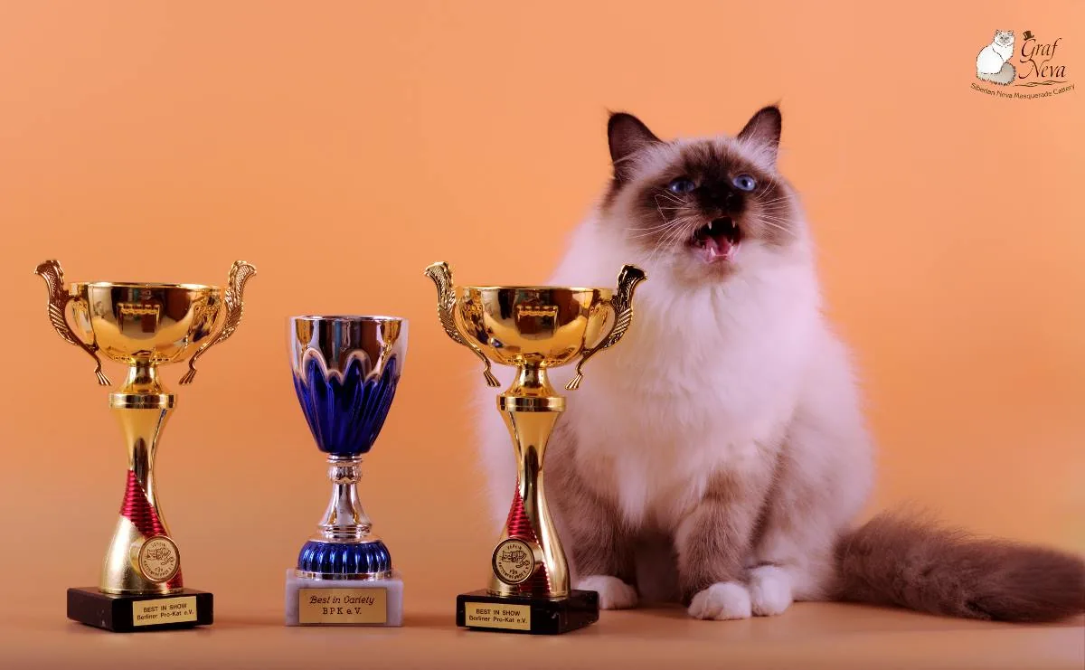 Faina 💖❤️💖 10,5 months Best in Show, both days 🍾🏆🎉🤗😽 Best in Variety, first day 🍾🏆🎉🤗😽 BERLINER PRO-KAT November 4/5, Hohen Neuendorf