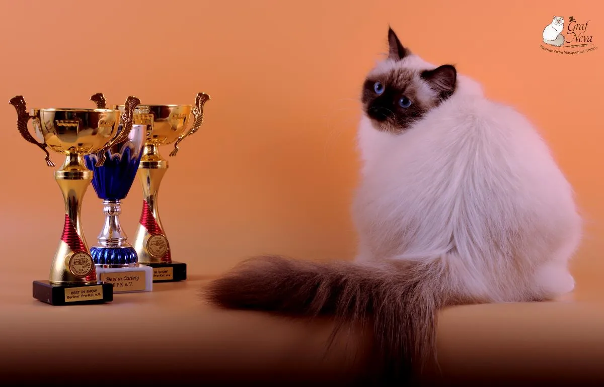 Faina 💖❤️💖 10,5 months Best in Show, both days 🍾🏆🎉🤗😽 Best in Variety, first day 🍾🏆🎉🤗😽 BERLINER PRO-KAT November 4/5, Hohen Neuendorf