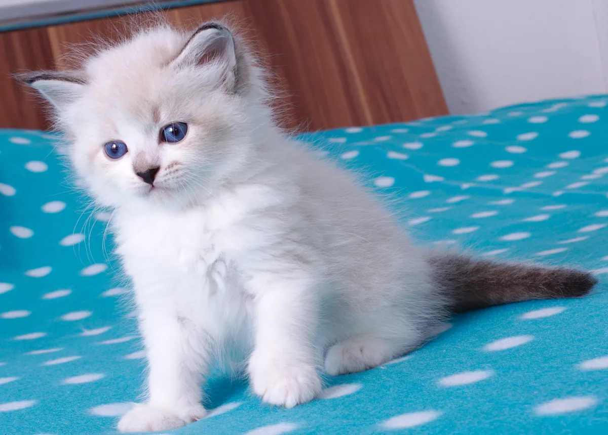Halisa Graf Neva, 5 weeks
