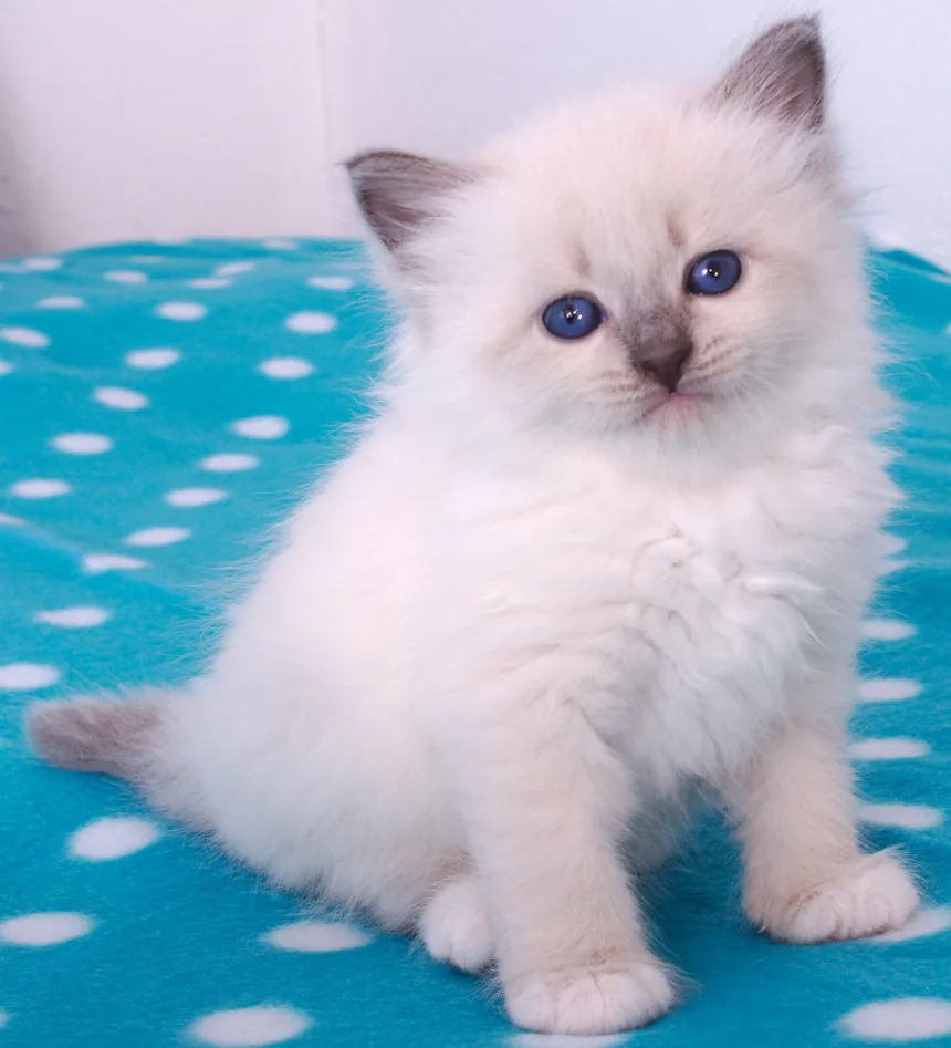 Hermes Graf Neva, 5 weeks
