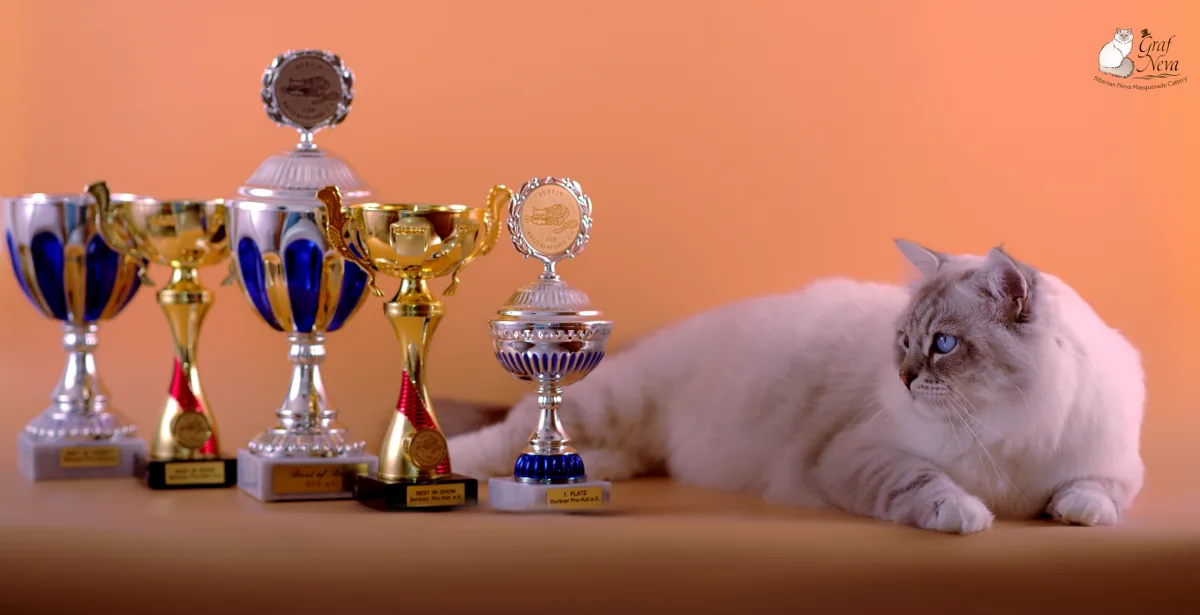 Ivar Chudo Sineglazoie, 14.5 months - BERLINER PRO-KAT November 4/5 2017, Hohen Neuendorf: first place Best of Best, Best in Show (both days), Best in Variety, Sunday special show forest cats - first place