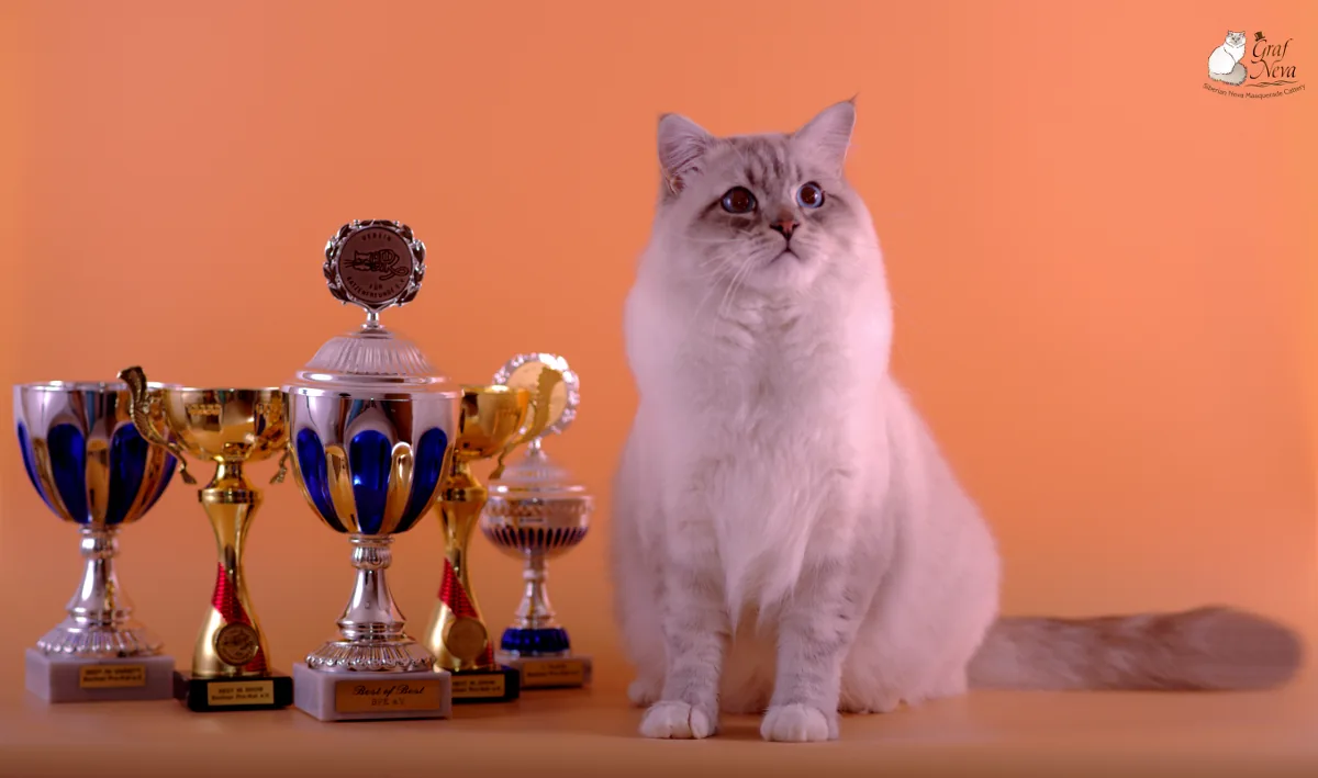 Ivar Chudo Sineglazoie, 14.5 months - BERLINER PRO-KAT November 4/5 2017, Hohen Neuendorf: first place Best of Best, Best in Show (both days), Best in Variety, Sunday special show forest cats - first place