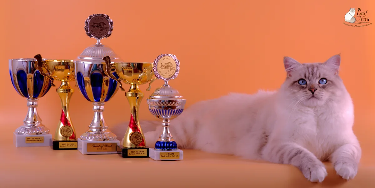 Ivar Chudo Sineglazoie, 14.5 months - BERLINER PRO-KAT November 4/5 2017, Hohen Neuendorf: first place Best of Best, Best in Show (both days), Best in Variety, Sunday special show forest cats - first place