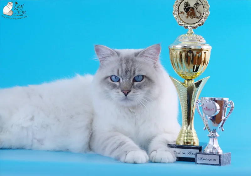Felina e.V. Mellensee Zossen Oct 1 2017. Ivar Chudo Sineglazoie, 13.5 months - Best in Show