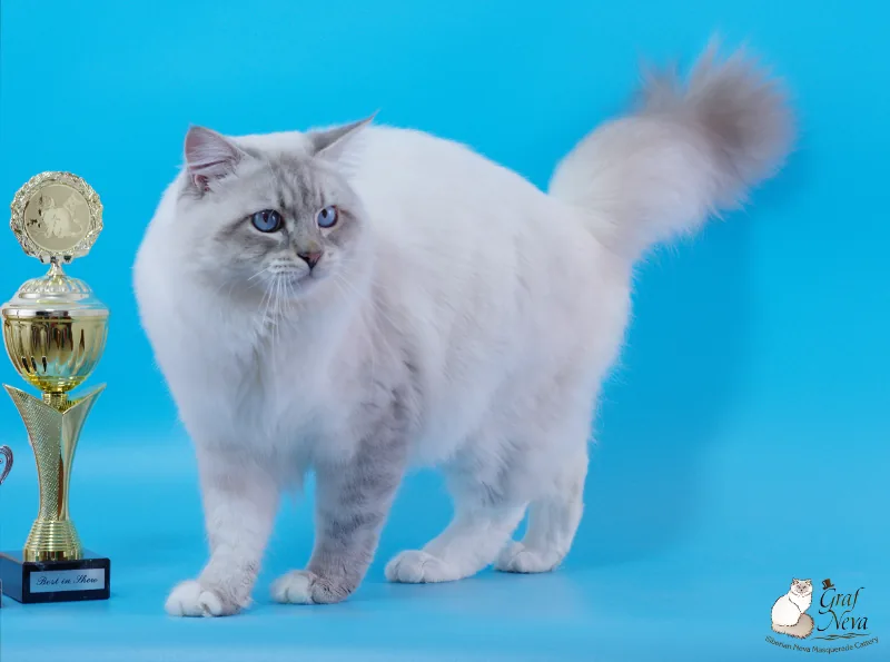 Felina e.V. Mellensee Zossen Oct 1 2017. Ivar Chudo Sineglazoie, 13.5 months - Best in Show