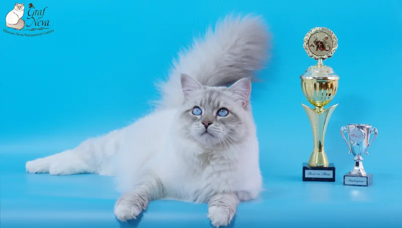 Felina e.V. Mellensee Zossen Oct 1 2017. Ivar Chudo Sineglazoie, 13.5 months - Best in Show