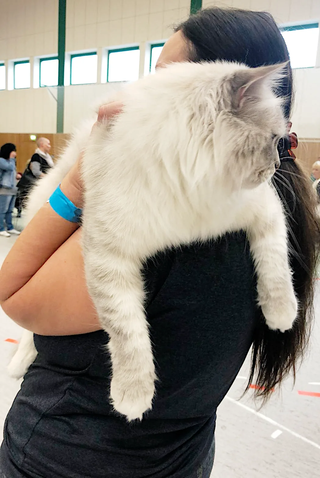 Ivar Chudo Sineglazoie, 2 years - Felina e.V. Oktober 20/21 2018, Altlandsberg: Best in Show, Best in Variety, Sonderpreis