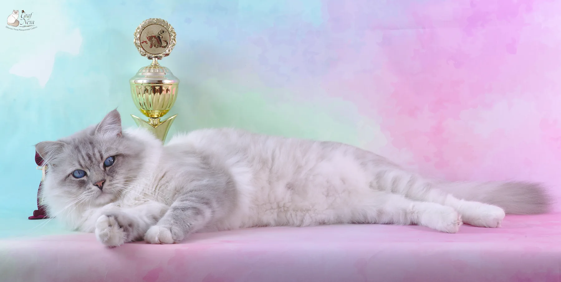 Ivar Chudo Sineglazoie, 2 years - Felina e.V. Oktober 20/21 2018, Altlandsberg: Best in Show, Best in Variety, Sonderpreis
