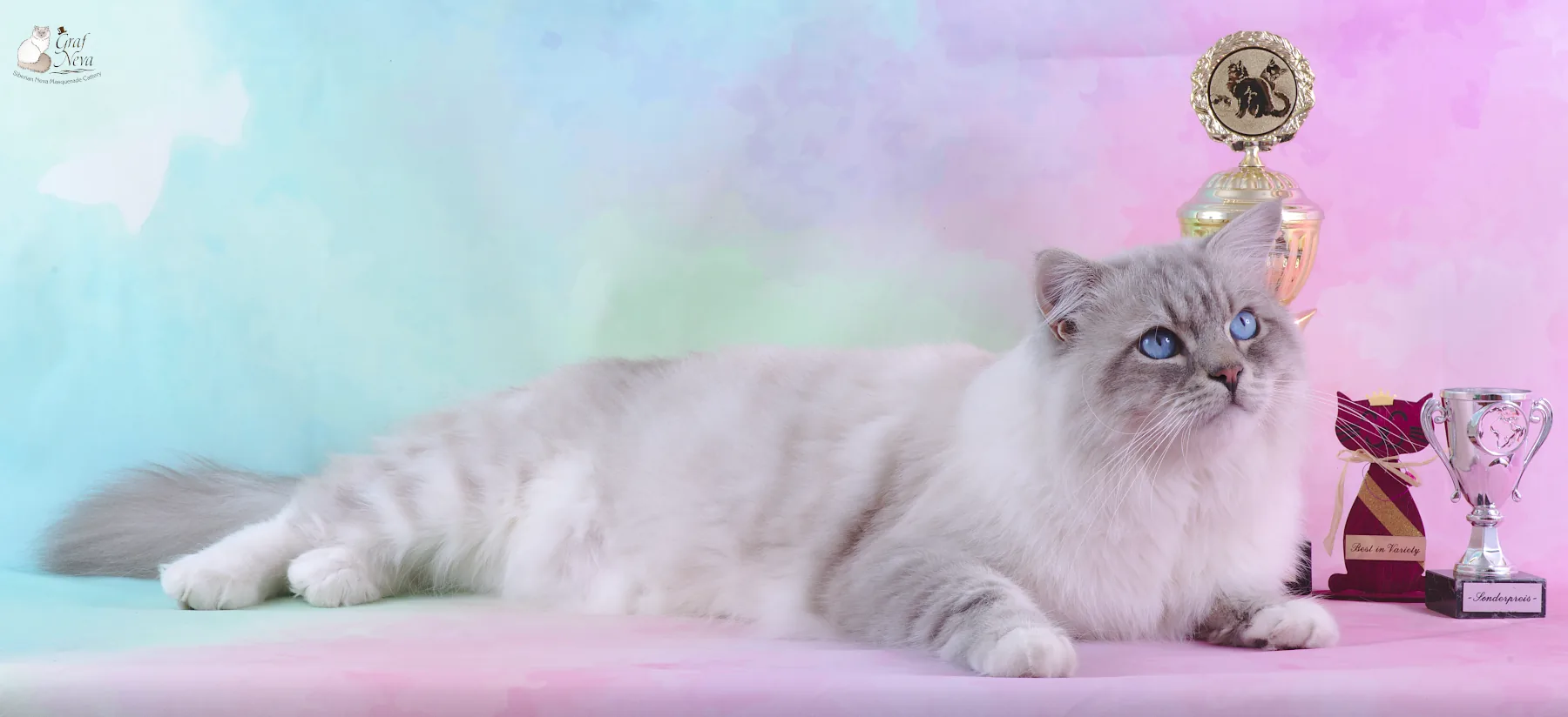 Ivar Chudo Sineglazoie, 2 years - Felina e.V. Oktober 20/21 2018, Altlandsberg: Best in Show, Best in Variety, Sonderpreis