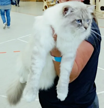 Ivar Chudo Sineglazoie, 2 years - Felina e.V. Oktober 20/21 2018, Altlandsberg: Best in Show, Best in Variety, Sonderpreis