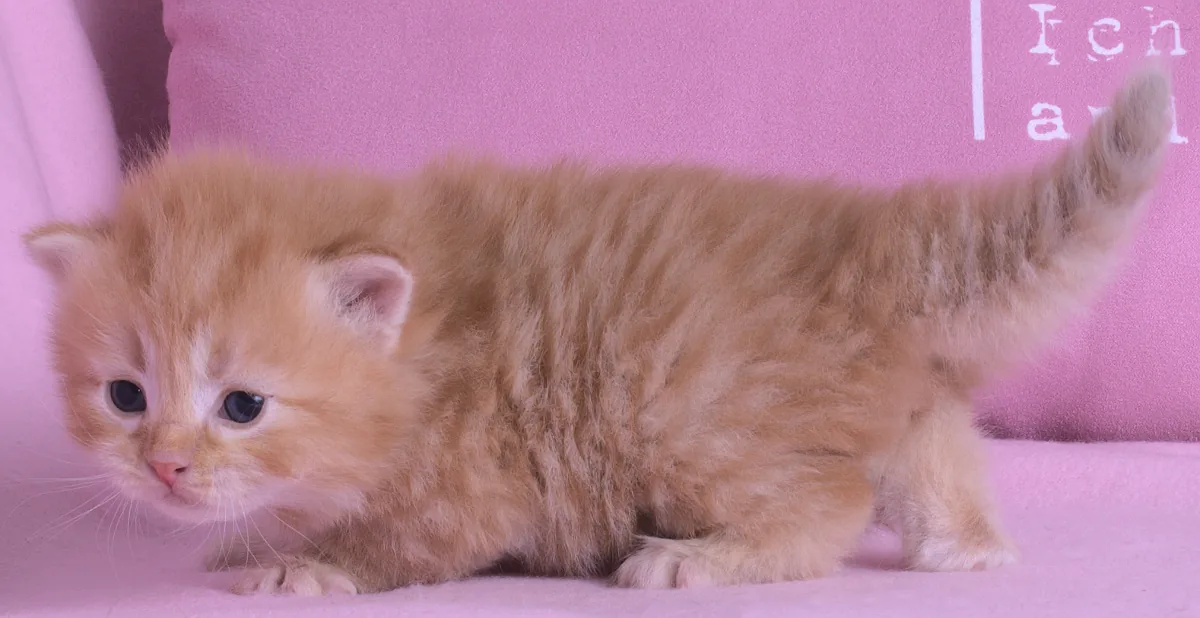 Kater Leopold Graf Neva, d 24 - taken