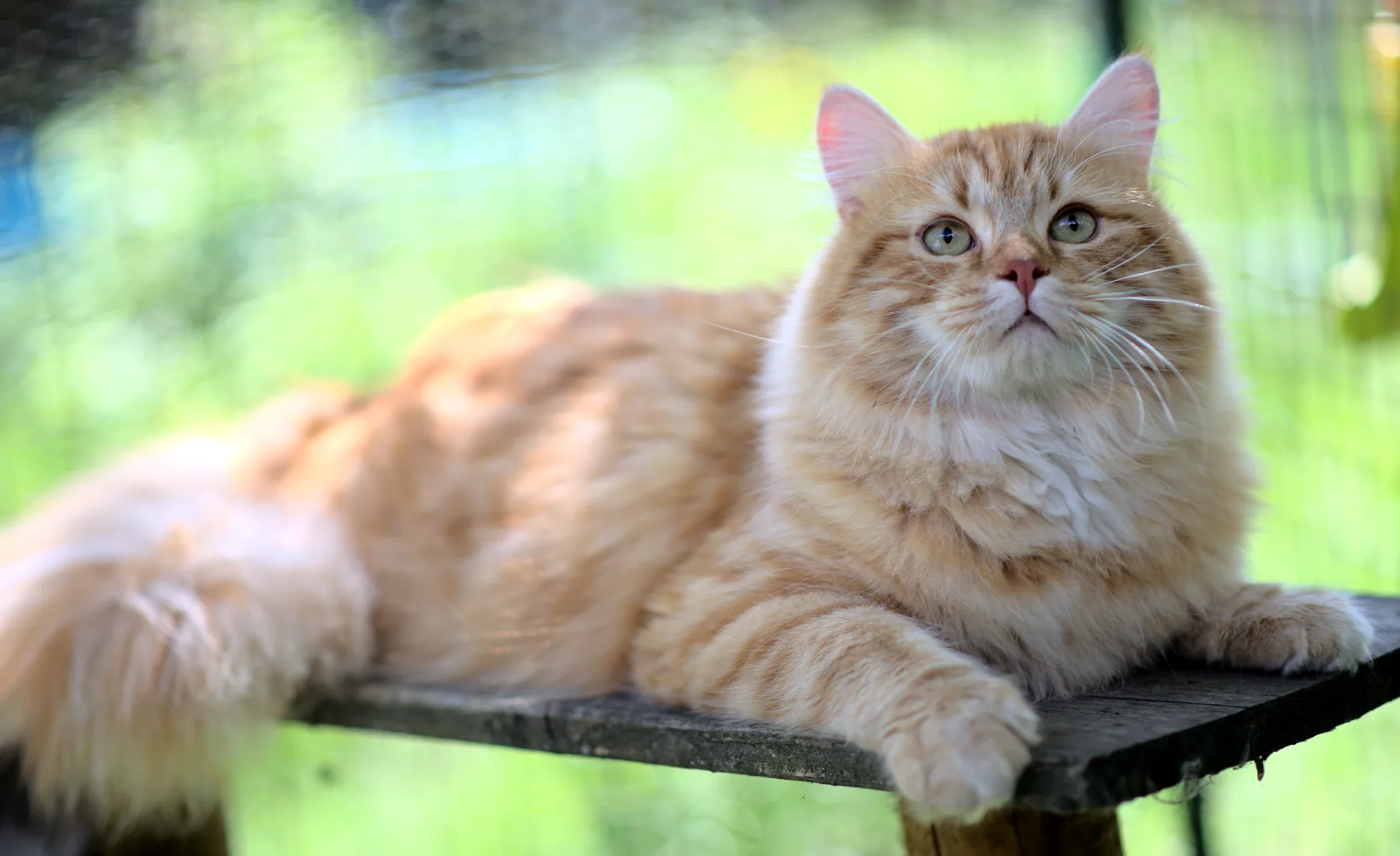 Father: Kater Leopold Graf Neva Mother: Cvetjona From Russian Sharm