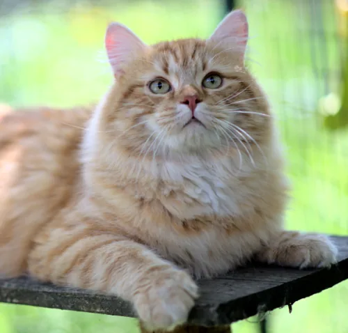 Father: Kater Leopold Graf Neva Mother: Klaudya Chudo Sineglazoie