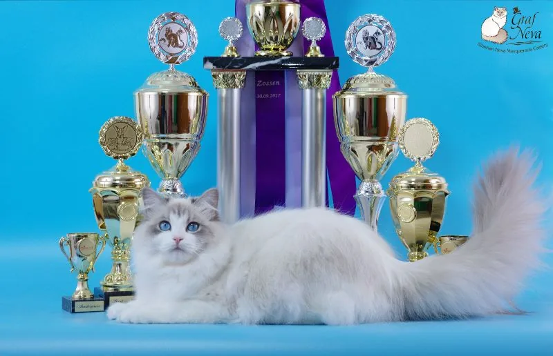 Klaudya Chudo Sineglazoie 💖💖💖 11,5 months. Felina e.V. Mellensee Zossen Sep 30 - Oct 1 2017: Special award both days, Best in Show both days, Best of Best both days, Best over all first day 🏆🏆🏆🏆🏆🏆🏆