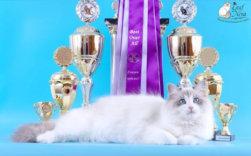 Klaudya Chudo Sineglazoie 💖💖💖 11,5 months. Felina e.V. Mellensee Zossen Sep 30 - Oct 1 2017: Special award both days, Best in Show both days, Best of Best both days, Best over all first day 🏆🏆🏆🏆🏆🏆🏆