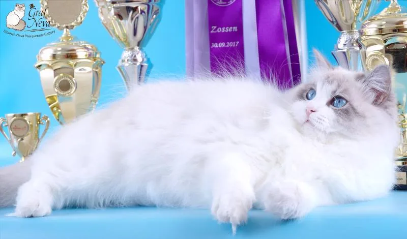 Klaudya Chudo Sineglazoie 💖💖💖 11,5 months. Felina e.V. Mellensee Zossen Sep 30 - Oct 1 2017: Special award both days, Best in Show both days, Best of Best both days, Best over all first day 🏆🏆🏆🏆🏆🏆🏆