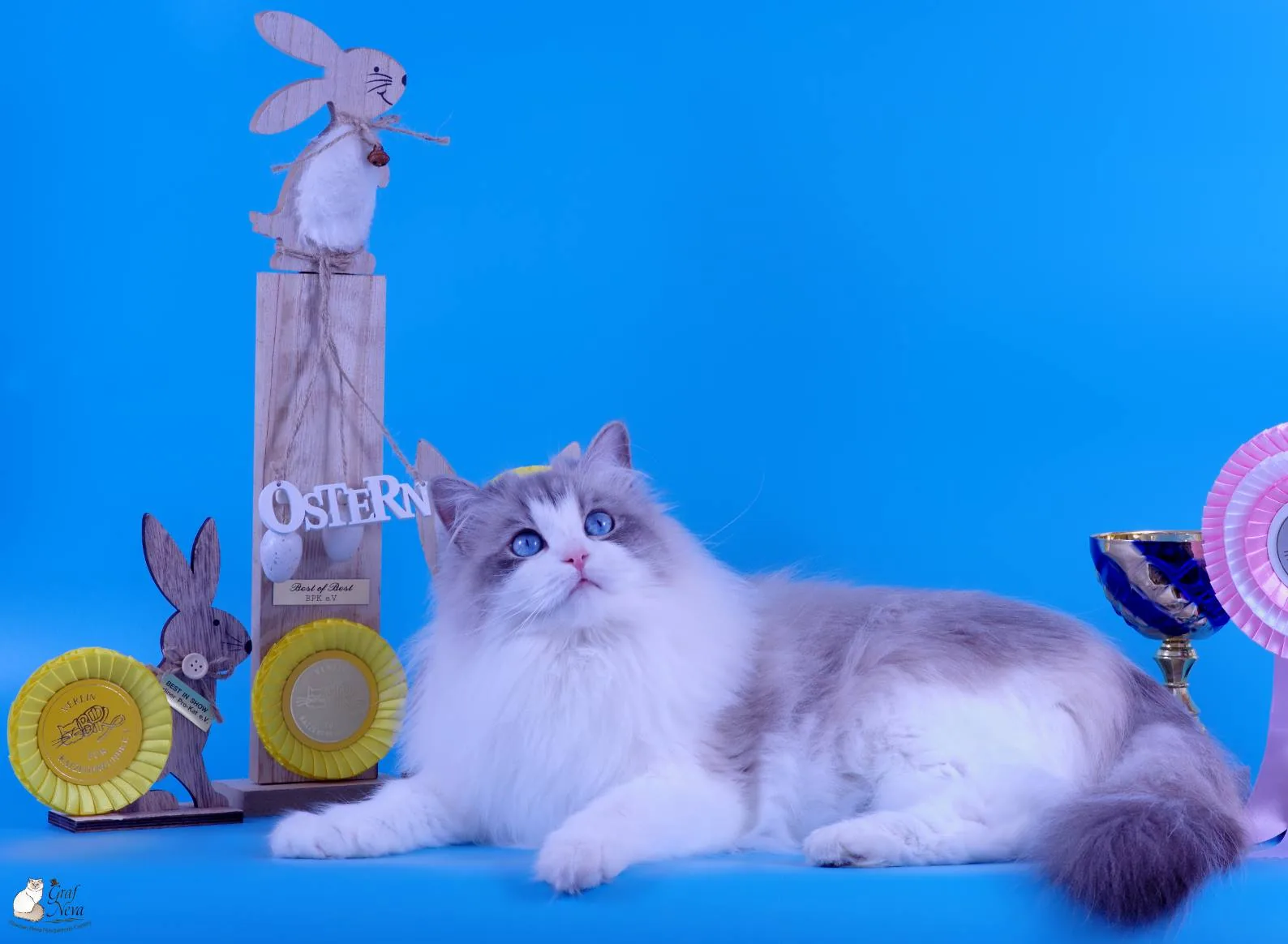 Klaudya Chudo Sineglazoie 💖💖💖 18 months Best of Best 🍾🏆🎉🤗😽❤️️ Best in Show 🍾🏆🎉🤗😽❤️️ Best in Variety 🍾🏆🎉🤗😽❤️️ BERLINER PRO-KAT April 14, Berlin Reinickendorf 🎉🤗🎊🤗🎉🤗🎊🤗🎉🤗🎊