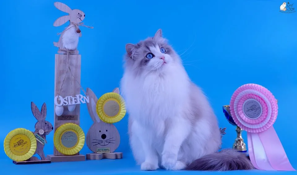 Klaudya Chudo Sineglazoie 💖💖💖 18 months Best of Best 🍾🏆🎉🤗😽❤️️ Best in Show 🍾🏆🎉🤗😽❤️️ Best in Variety 🍾🏆🎉🤗😽❤️️ BERLINER PRO-KAT April 14, Berlin Reinickendorf 🎉🤗🎊🤗🎉🤗🎊🤗🎉🤗🎊