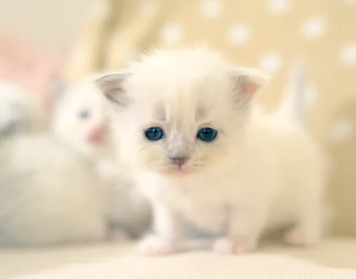 Q-2 Litter, photo 8