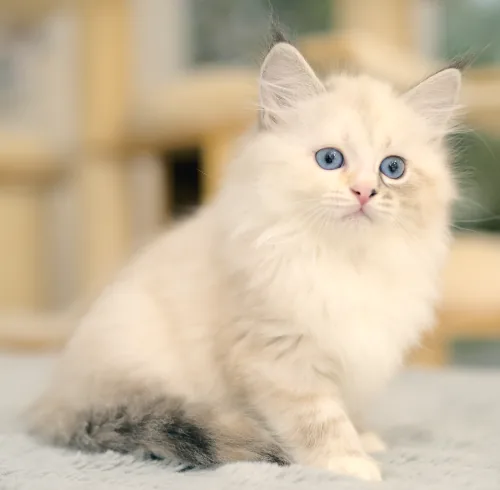 Q-2 Litter, photo 5