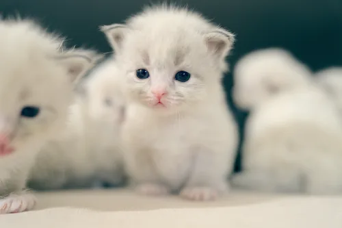 Q-2 Litter, photo 9