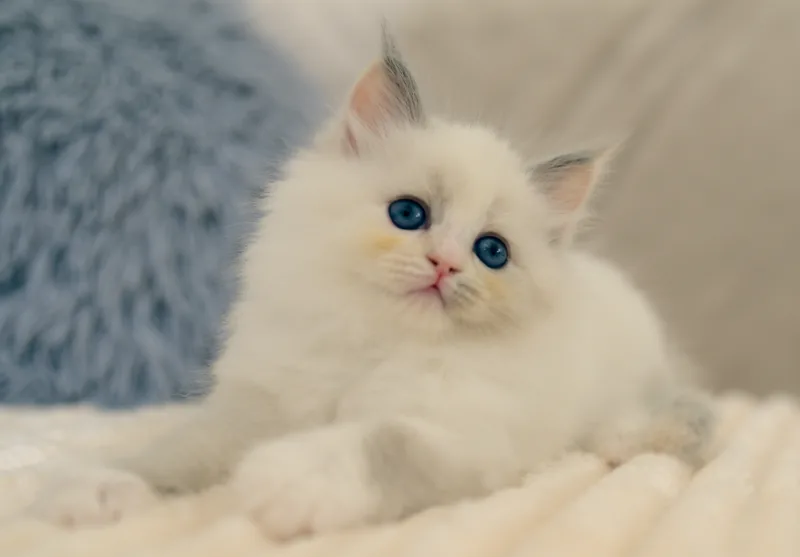 Q-2 Litter, photo 2