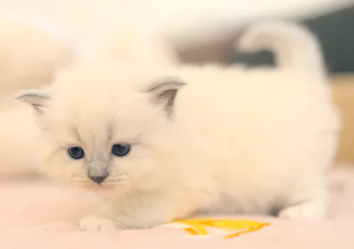 T-2 Litter, photo 9
