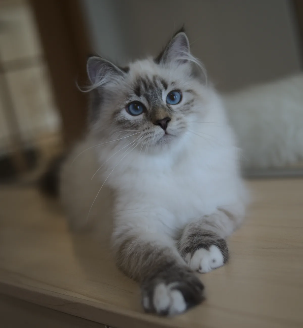 Teddy Graf Neva, n 21 33 09 (seal tabby point with white) - taken