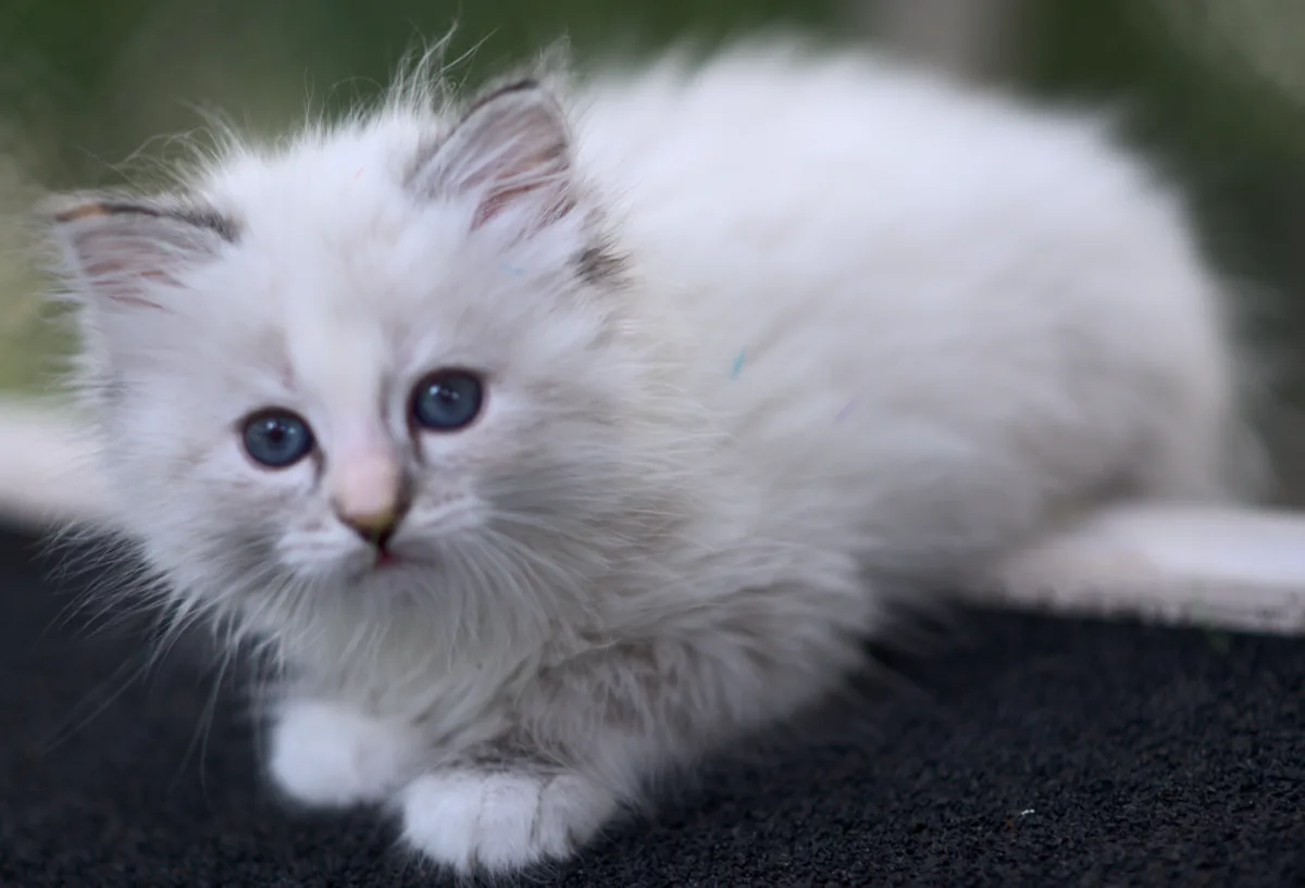 Tiffany Graf Neva, f 21 33 03 (black torbie tabby point with white) - taken