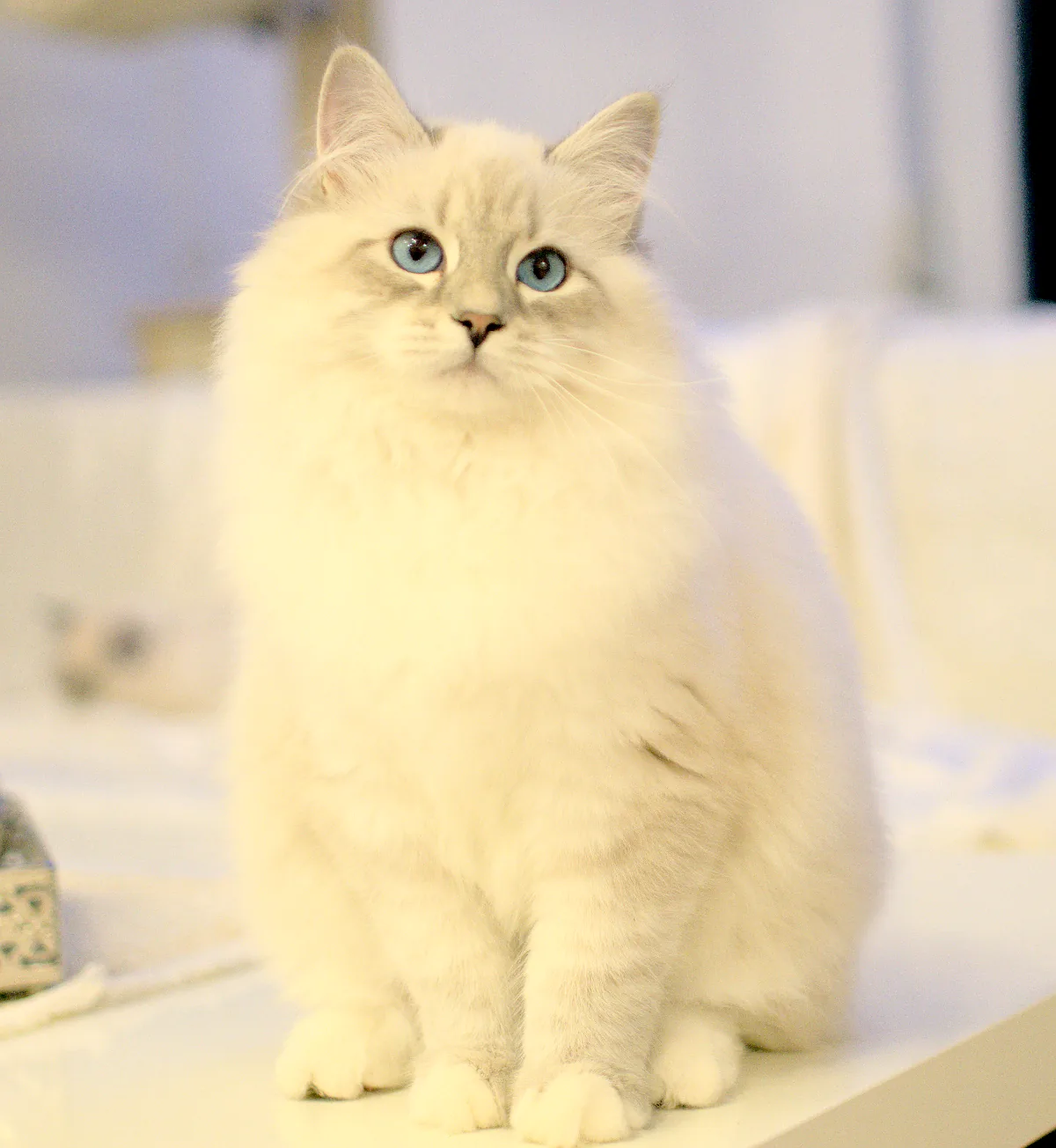 Ulf Graf Neva, a 21 33 09- blue tabby point with white - taken